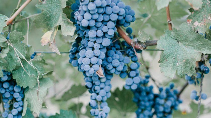 ripe grape on green branch